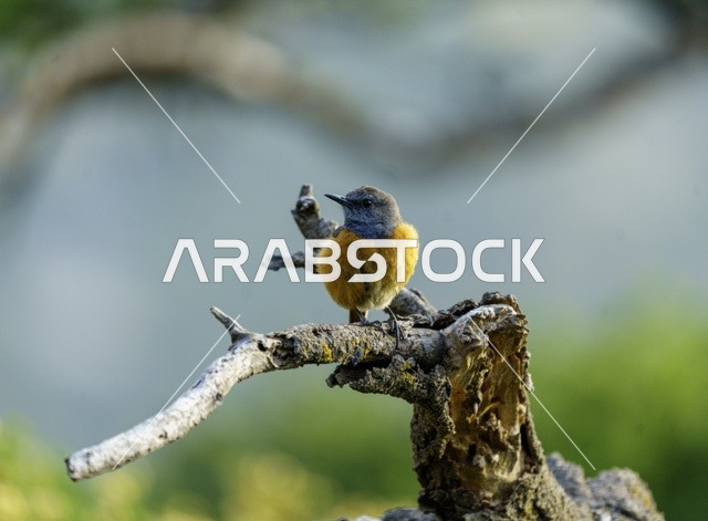 Small Rock Thrush Bird Perched on Dry Tree Branch