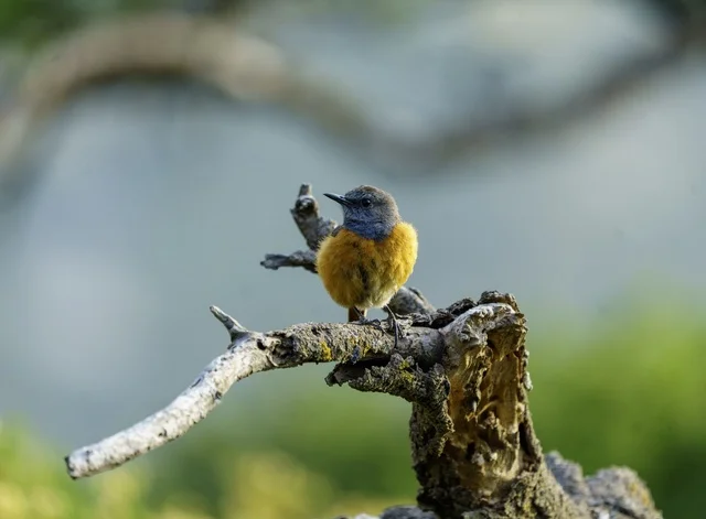 Small Rock Thrush Bird Perched on Dry Tree Branch