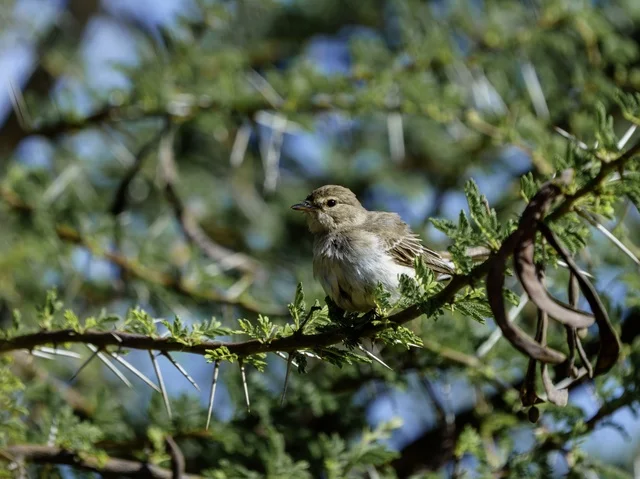 Small Brown Bird Perched on Thorny Acacia Tree Branch