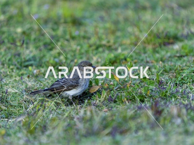 Small Grey Bird Standing on Green Grass Lawn Outdoors