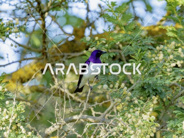 طائر الزرزور البنفسجي الظهر يقف على غصن شجرة