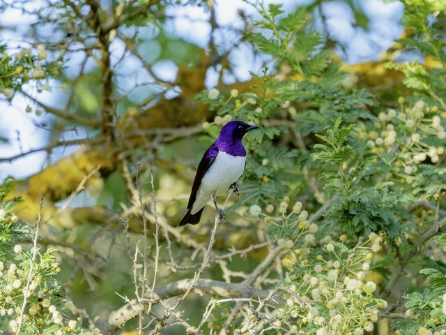 طائر الزرزور البنفسجي الظهر يقف على غصن شجرة
