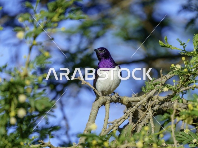 طائر الزرزور البنفسجي الظهر يقف على غصن شجرة خضراء