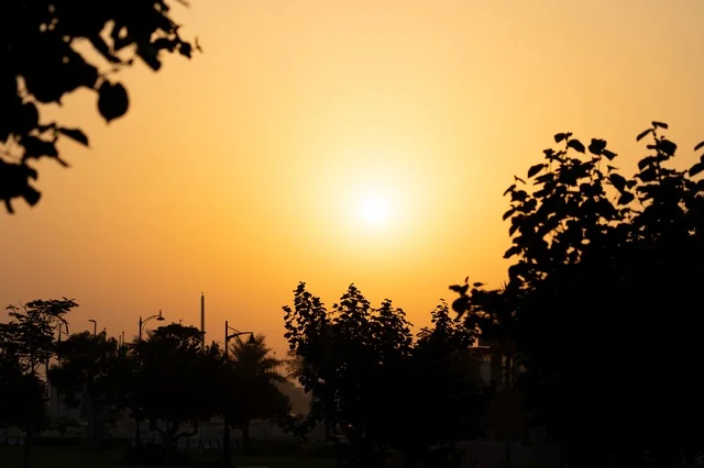 Sunset Silhouette of Trees with Warm Orange Golden Sky