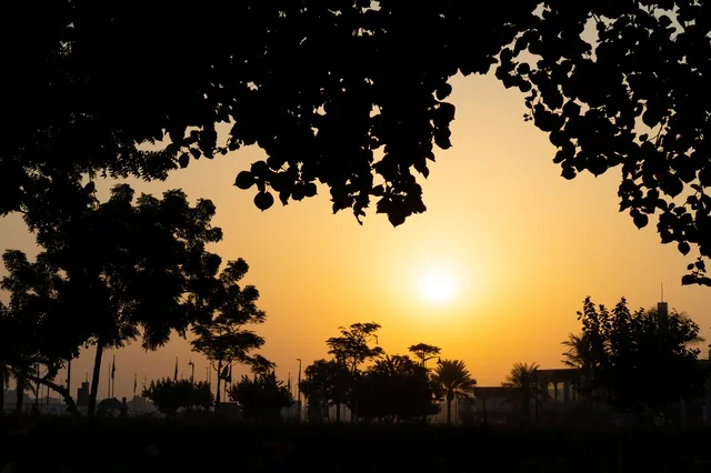 غروب الشمس مع ظلال الأشجار والسماء الذهبية