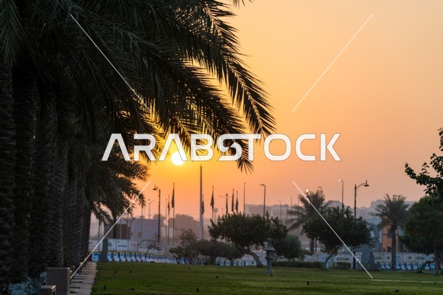 أشجار النخيل في الحديقة عند غروب الشمس