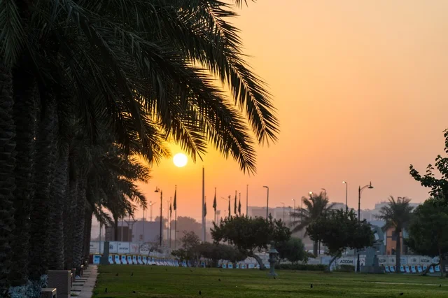 أشجار النخيل في الحديقة عند غروب الشمس