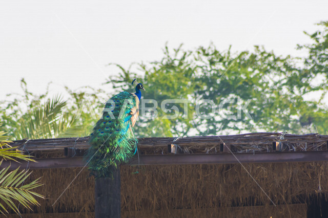 صورة ابداعية لطائر الطاووس في حديقة الحيوان بالمملكة العربية السعودية، طائر بألوان جذابة، جمال الطبيعة في حدائق السعودية، حديقة حيوانات، خلفية الطبيعة، السياحة في السعودية