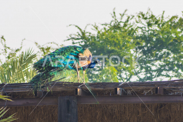 صورة ابداعية لطائر الطاووس في حديقة الحيوان بالمملكة العربية السعودية، طائر بألوان جذابة، جمال الطبيعة في حدائق السعودية، حديقة حيوانات، خلفية الطبيعة، السياحة في السعودية