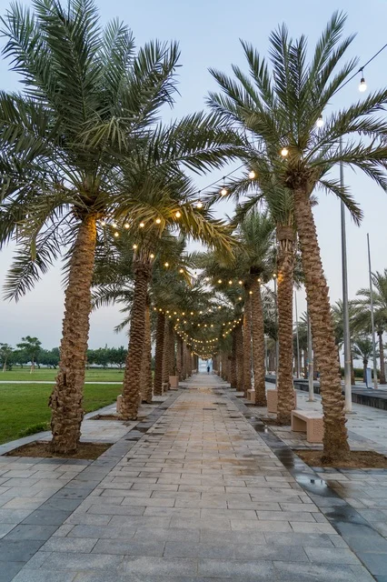 Paved Palm Tree Walkway with String Lights at Dusk Paved Palm Tree Walkway with String Lights at Dusk