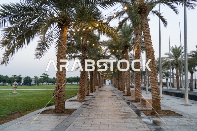 Palm Tree Walkway with String Lights in Public Park