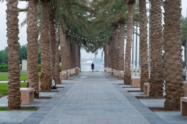 Symmetrical Paved Walkway with Palm Trees in Park Symmetrical Paved Walkway with Palm Trees in Park