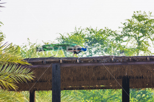 صورة ابداعية لطائر الطاووس في حديقة الحيوان بالمملكة العربية السعودية، طائر بألوان جذابة، جمال الطبيعة في حدائق السعودية، حديقة حيوانات، خلفية الطبيعة، السياحة في السعودية