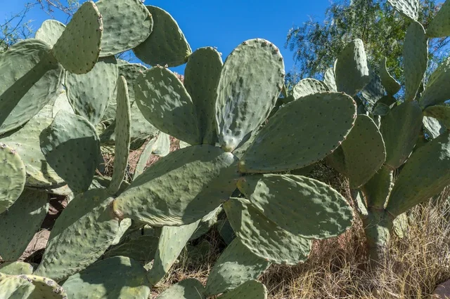 Green Prickly Pear Cactus Pads under Clear Blue Sky