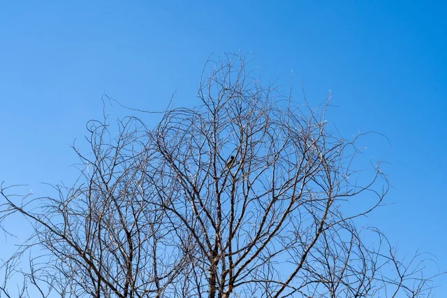 Bare Tree Branches and Bird Against Clear Blue Sky