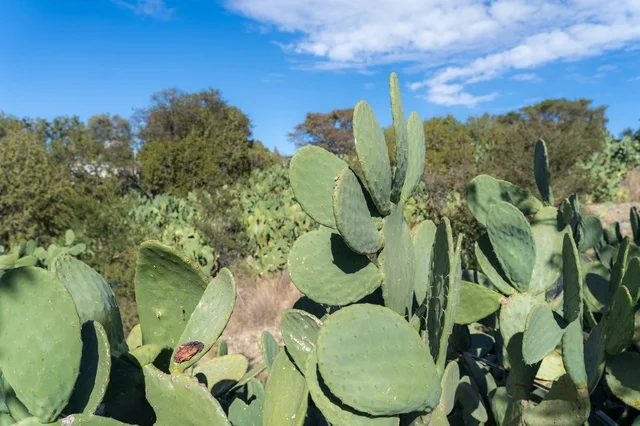 Prickly Pear Cactus Plants in Wild Green Landscape