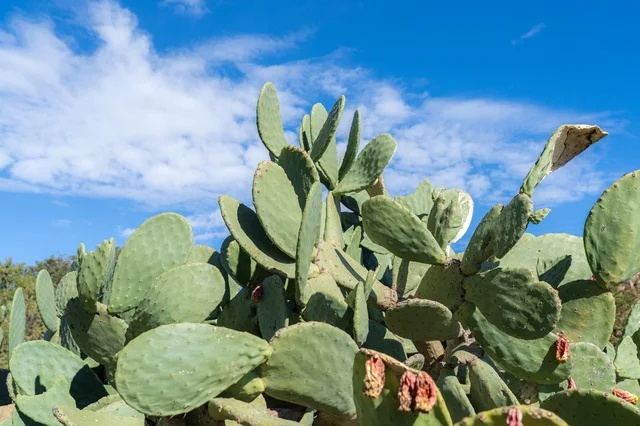 Prickly Pear Cactus Plant under Bright Blue Sky