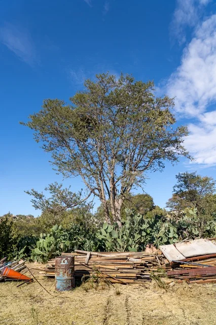 Tall Tree and Cactus in Rural Field with Blue Sky