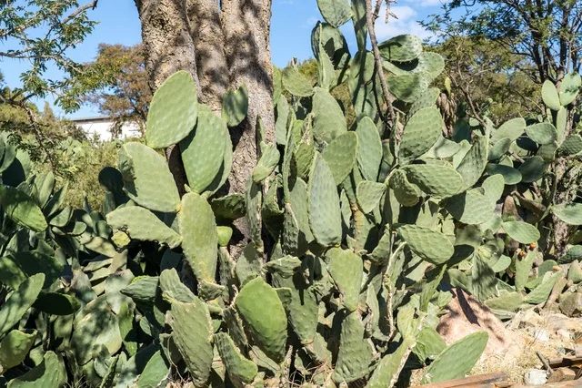Prickly Pear Cactus with Tree Trunk in Daylight