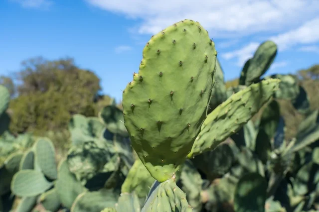 Cactus pear in the shape of a heart in daylight.