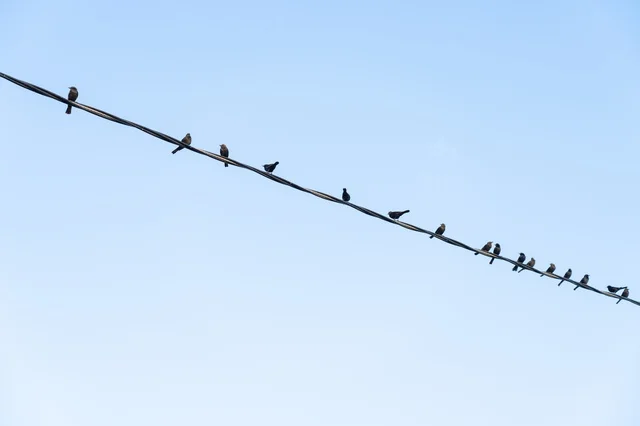 Birds Perched on an Electrical Wire Against Blue Sky
