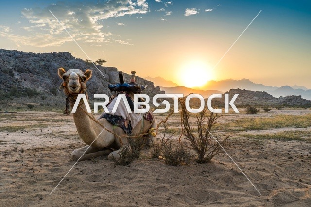 Saddled Camel in Middle Eastern Desert Landscape at Sunset