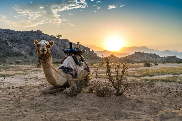 Saddled Camel in Middle Eastern Desert Landscape at Sunset