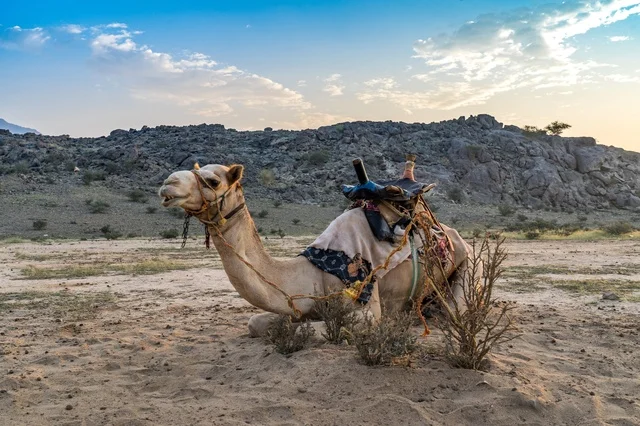Saddled Camel Resting in Desert Mountain Landscape