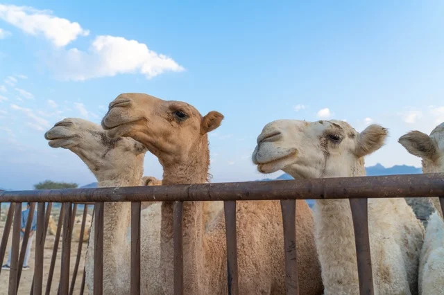 مجموعة من الجمال خلف سياج معدني تحت السماء الزرقاء
