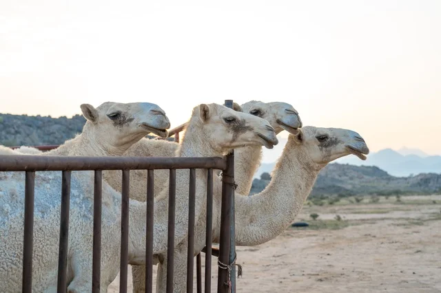 جمال بيضاء خلف سياج حديدي في الصحراء