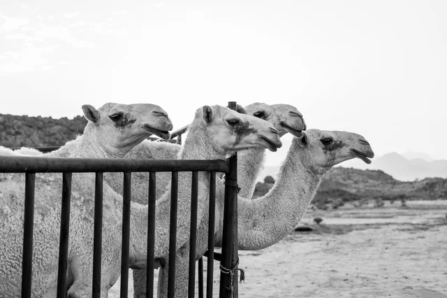 جمال باللونين الأبيض والأسود خلف سياج حديدي في الصحراء