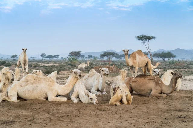 قطيع من الجمال والإبل يرقد في الصحراء السعودية نهارا