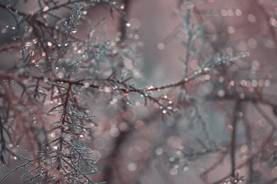 صورة مقربة للنباتات الطبيعية في المملكة العربية السعودية، جمال الطبيعة في السعودية، اشجار ونباتات، خلفية الطبيعة