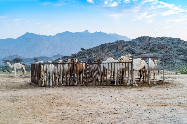Camels in a Desert Pen with Rocky Mountains Background
