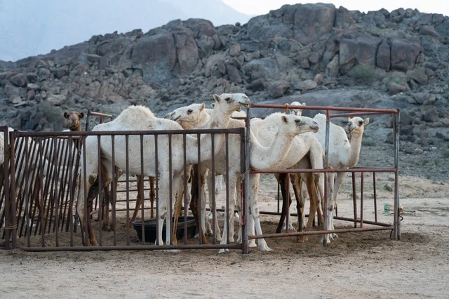 White Camels in Metal Pen with Rocky Desert Mountains