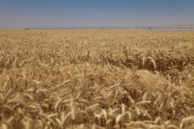 حقل القمح الذهبي في الجوف بالمملكة العربية السعودية