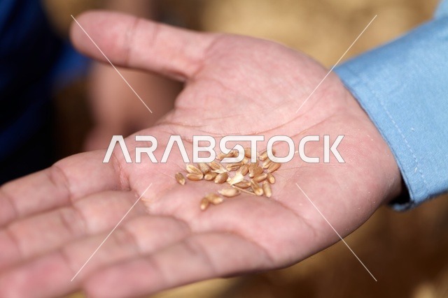 حبوب القمح على كف اليد عن قرب في الجوف السعودية