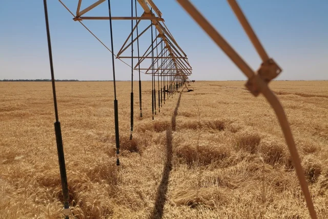 نظام ري محوري حديث فوق حقول القمح الذهبية في الجوف