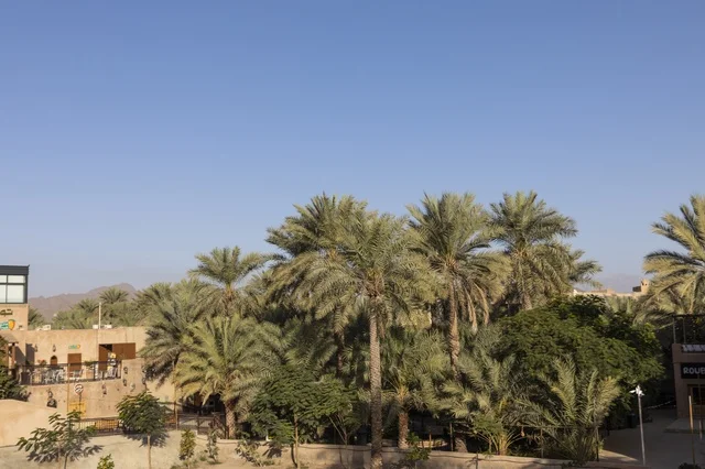 واحة أشجار النخيل في نزوى سلطنة عمان