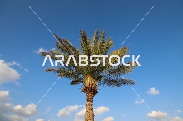 Single Date Palm Tree Against Clear Blue Sky in Daylight
