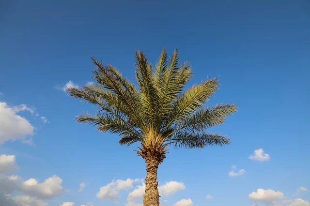 نخلة تمر وحيدة أمام سماء زرقاء صافية مع سحب بيضاء نخلة تمر وحيدة أمام سماء زرقاء صافية مع سحب بيضاء