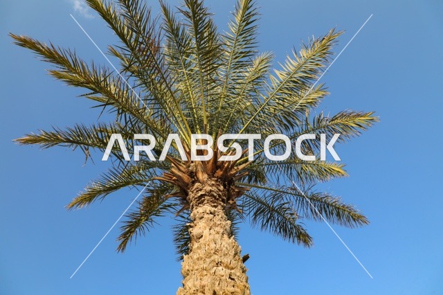 Single Date Palm Tree Against Clear Blue Sky Low Angle