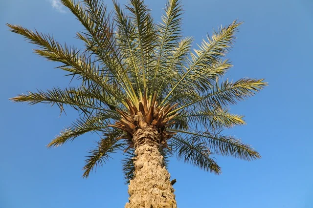 Single Date Palm Tree Against Clear Blue Sky Low Angle