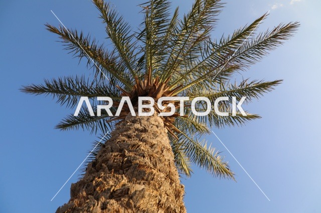 Single Date Palm Tree Under Clear Blue Sky Low Angle