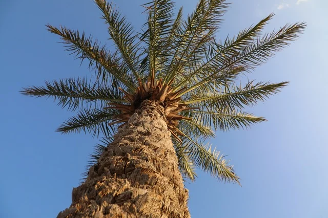Single Date Palm Tree Under Clear Blue Sky Low Angle