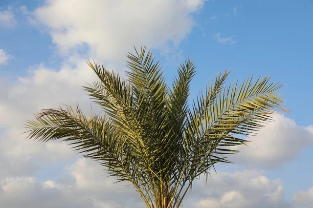 Date Palm Tree Against Blue Sky with Clouds