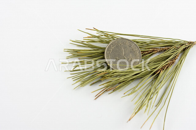 Picture of UAE dirham coin on top of pine tree, UAE dirham denomination of 1 dirham, image of Sheikh Zayed printed on dirham currency, economic growth, financial sustainability, coins, finance and economy, white background