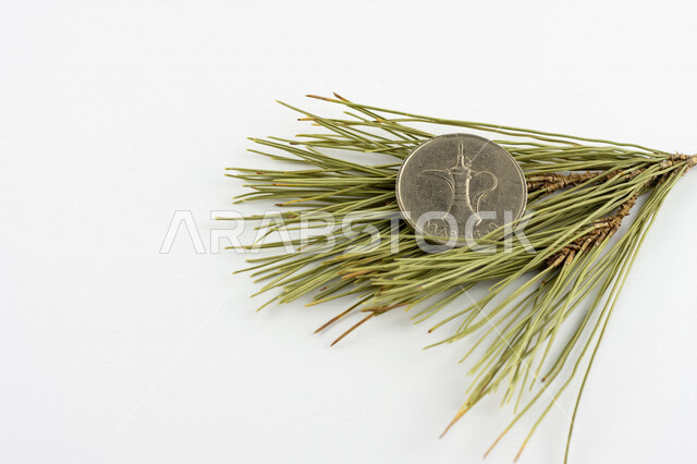 صورة لعملة الدرهم الإماراتي فوق غصن من شجرة الصنوبر، درهم إماراتي من فئة 1 درهم، صورة الشيخ زايد مطبوعة على عملة الدرهم، النمو الإقتصادي، الإستدامة المالية، عملات معدنية، مالية واقتصاد، خلفية بيضاء