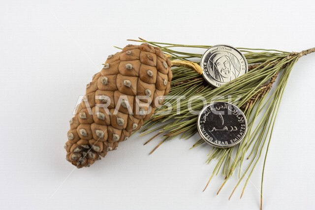صورة لعملة الدرهم الإماراتي فوق غصن من شجرة الصنوبر، ثمرة الصنوبر، درهم إماراتي من فئة 1 درهم، صورة الشيخ زايد مطبوعة على عملة الدرهم، النمو الإقتصادي، الإستدامة المالية، عملات معدنية، مالية واقتصاد، خلفية بيضاء