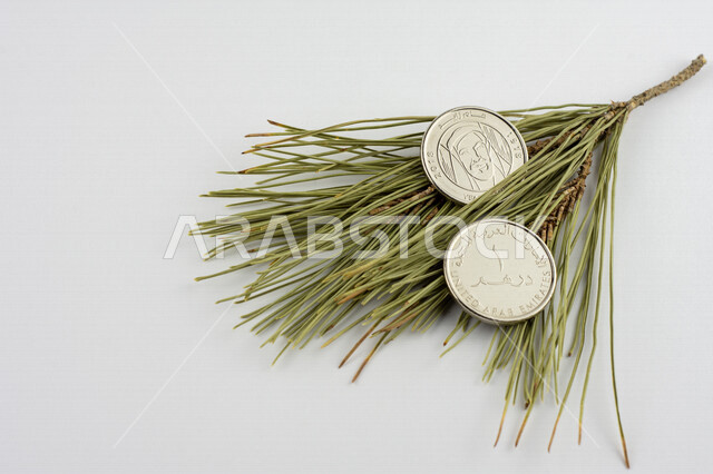 صورة لعملة الدرهم الإماراتي فوق غصن من شجرة الصنوبر، درهم إماراتي من فئة 1 درهم، صورة الشيخ زايد مطبوعة على عملة الدرهم، النمو الإقتصادي، الإستدامة المالية، عملات معدنية، مالية واقتصاد، خلفية بيضاء